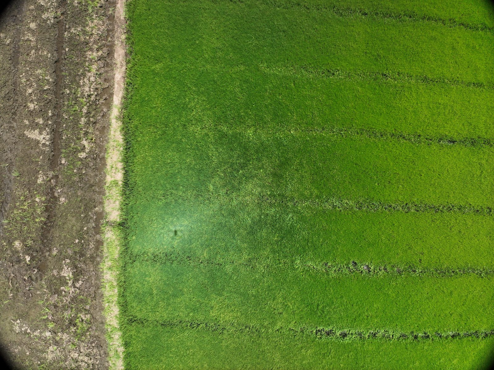 Arrozal visto desde el dron