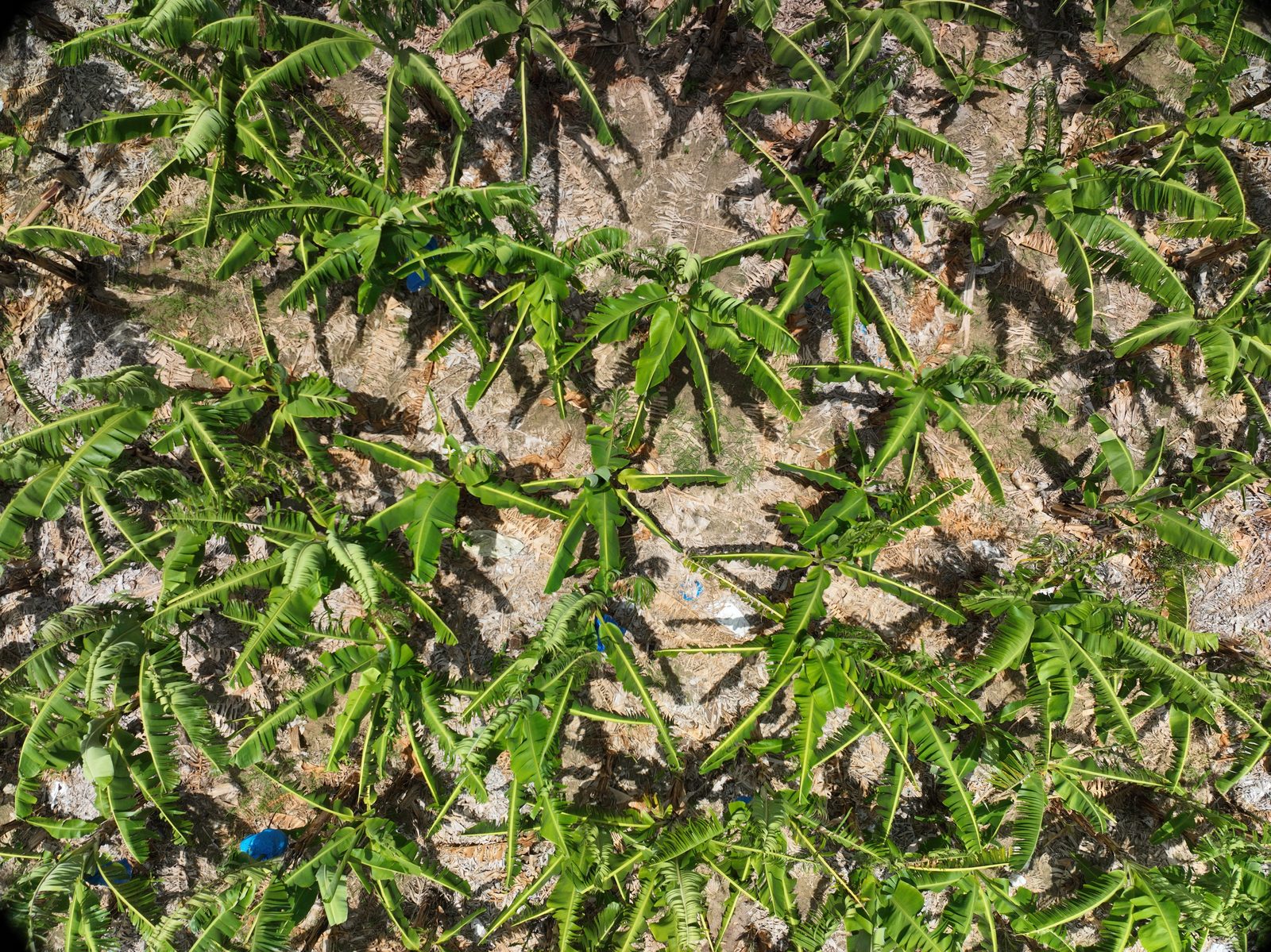 Plantación de banano vista desde el dron