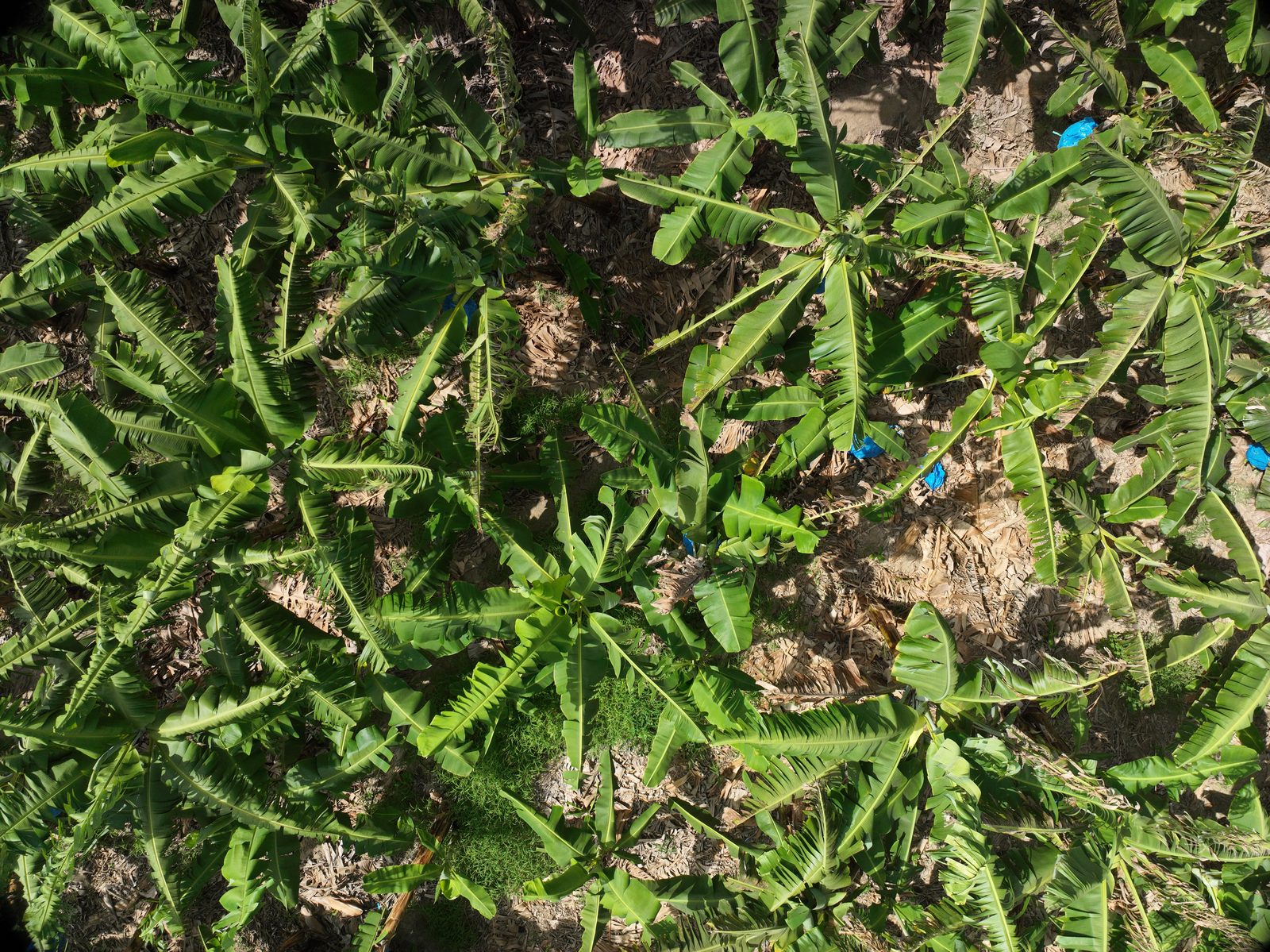 Plátano desde el dron
