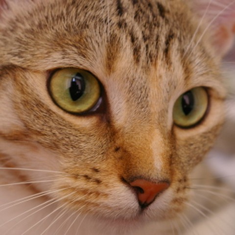 Foto de la cara de un gato atigrado