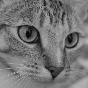 Cara del gato en escala de grises