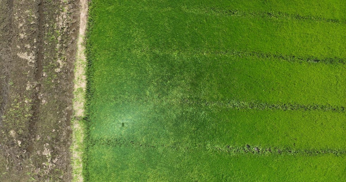 Arrozal en Mao, Valverde, fotografiado desde el dron